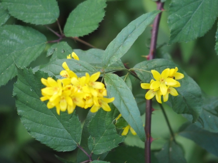 Da Plitvice: Lysimachia vulgaris (Primulaceae)